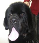 Превью фото № 54014