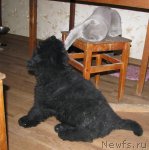 Превью фото № 54145