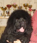 Превью фото № 54203