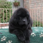 Превью фото № 54288