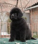 Превью фото № 54290