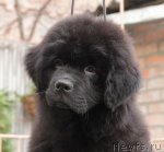 Превью фото № 54291