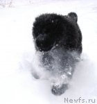 Превью фото № 54390