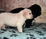 Превью фото № 54406