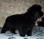 Превью фото № 54436