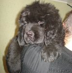 Превью фото № 54638