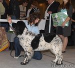 Превью фото № 54660