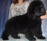 Превью фото № 54844