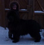 Превью фото № 54962