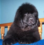 Превью фото № 55293