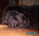 Превью фото № 55432