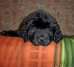 Превью фото № 55509