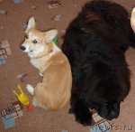 Превью фото № 55511