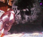 Превью фото № 55630