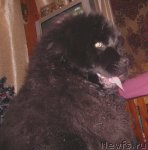 Превью фото № 55631