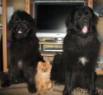 Превью фото № 55647