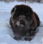 Превью фото № 55897