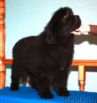 Превью фото № 56349