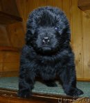 Превью фото № 56538