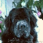 Превью фото № 56565