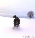 Превью фото № 56717