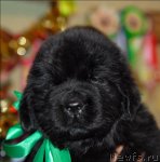 Превью фото № 57339