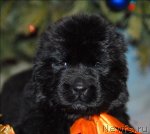 Превью фото № 57347