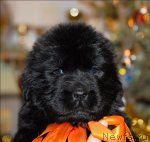 Превью фото № 57349