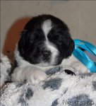 Превью фото № 57686