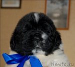 Превью фото № 57845