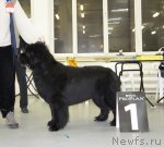 Превью фото № 57961