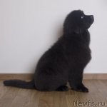 Превью фото № 58066