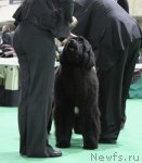 Превью фото № 58255