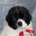 Превью фото № 58419