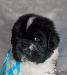 Превью фото № 58451