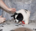 Превью фото № 58470