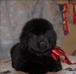 Превью фото № 58619