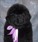 Превью фото № 58625