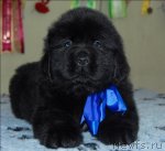 Превью фото № 58640