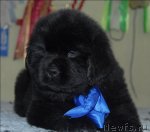 Превью фото № 58642