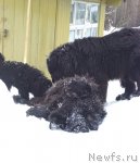 Превью фото № 58771