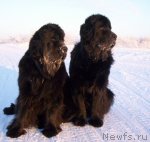 Превью фото № 58783