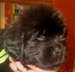 Превью фото № 58803