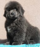 Превью фото № 58959