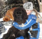 Превью фото № 59075