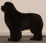 Превью фото № 59312