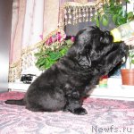 Превью фото № 59464