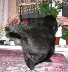 Превью фото № 59470