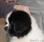 Превью фото № 59864