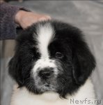 Превью фото № 59865